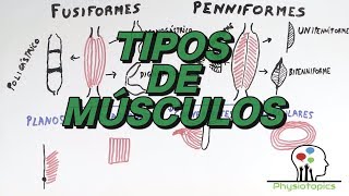 Tipos de Músculos Esqueléticos [upl. by Ecadnarb]