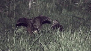 American Woodcock Ground Courtship Display [upl. by Griselda234]