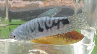 Breeding Gouramis PreSpawning Behaviour Part 1 [upl. by Meggie]