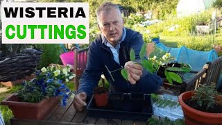 How to Take Cuttings and Propagate Wisteria  Take Cuttings  Gardening for Beginners [upl. by Leahcim883]