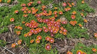 FIRE SPINNER® Delosperma  Garden Crossings [upl. by Delora]