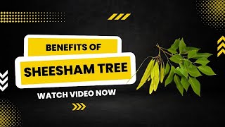 Sheesham Tree Farming  Sheesham tree  Dalbergia sissoo  Sheesham Tree In Pakistan 2020 [upl. by Udell]