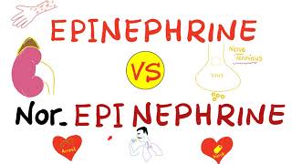 Epinephrine vs NorEpinephrine [upl. by Solracnauj]