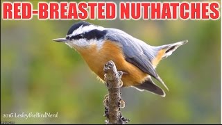 Redbreasted Nuthatches Male and Female [upl. by Nrek]