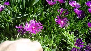 Ice Plant Propagation  Delosperma Cooperi  in 3 steps Bouturage en 2 mn [upl. by Fulbright]