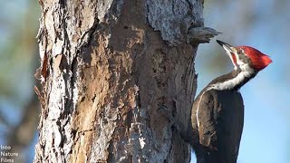 The Woodpecker Story An Indigenous Parable [upl. by Suhsoj]