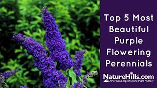 Top 5 Most Beautiful Purple Flowering Perennials  NatureHillscom [upl. by Enneyehs]