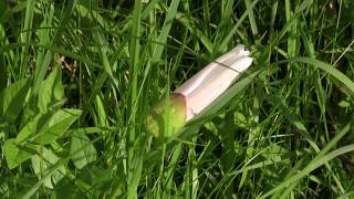 Field Bindweed Convolvulus arvensis [upl. by Ilona]