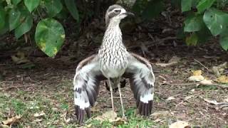 The threat display of the Bush stonecurlew [upl. by Joses]