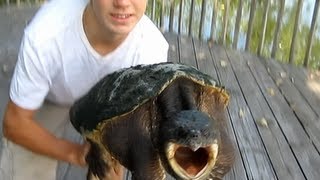 How to properly hold a Snapping turtle [upl. by Phila]