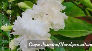 Crepe Jasmine  Nandyarvattam  Ayurvedic uses and medicinal benefits [upl. by Latia423]