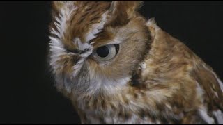 Meet Three Eastern Screech Owls [upl. by Naihtniroc999]