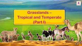 Grasslands  Tropical and Temperate  Social Studies For Grade 5  Periwinkle [upl. by Noivart]