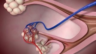 Normal Lung Anatomy and Function [upl. by Esaj624]