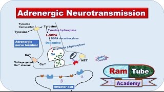 Adrenergic NA or NE Neurotransmission explained with animation [upl. by Zigmund]