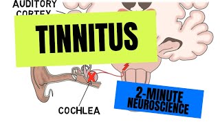 2Minute Neuroscience Tinnitus [upl. by Ativad]