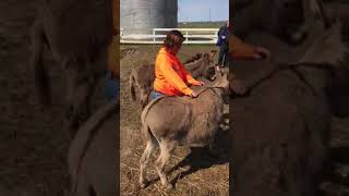 Riding the donkey Fun at farm [upl. by Poliard]