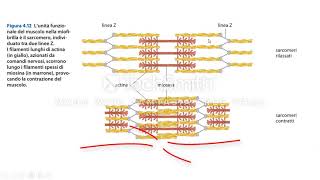 La contrazione muscolare [upl. by Nadeau]