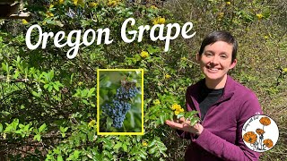 Oregon Grape Ep 19  Botany with Brit [upl. by Elyl]