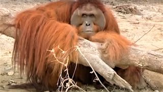 Incredible Orangutan Moments Part 2  Top 5s  BBC Earth [upl. by Hgielrebma172]