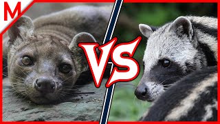 21💥Fossa vs African Civet  Ostrich vs Cassowary winner [upl. by Joelie]