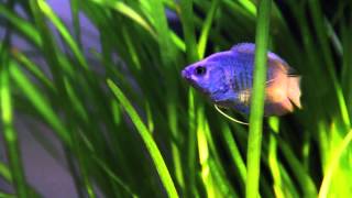 Dwarf Gourami Powder Blue [upl. by Nyrehtac]