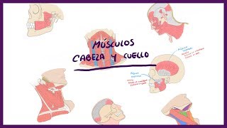 ANATOMÍA  Músculos de la Cabeza y cuello Triángulos del cuello  BLASTO [upl. by Eiramyllek]