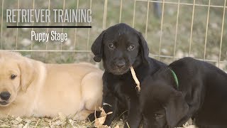 The Puppy Stage With Brookstone Kennels Performance Gundogs  Hunting Dog Training [upl. by Eelyek]