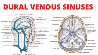 Dural Venous Sinuses [upl. by Noruq]