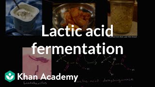 Lactic acid fermentation  Cellular respiration  Biology  Khan Academy [upl. by Segroeg448]