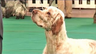 The English Setter  Bests of Breed [upl. by Joris]