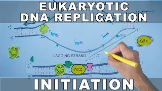 DNA Replication In Eukaryotes  Initiation [upl. by Lleroj]