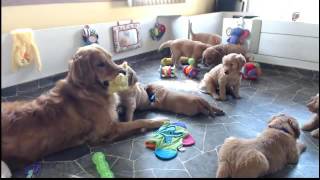 Golden Retriever Puppy Cam Live Stream [upl. by Junko]