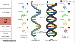 Introduction to nucleic acids [upl. by Madelle]