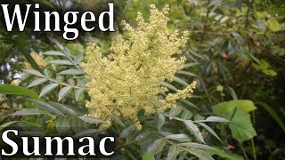 How to Identify Winged Sumac  Rhus copallina [upl. by Rome]