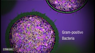 Penicillin and Antibiotic Resistance from PDB101 [upl. by Bettencourt]