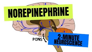 2Minute Neuroscience Norepinephrine [upl. by Silin]