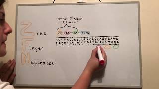 Genome Editing Techniques ZFNs TALENs and CRISPR [upl. by Merwyn]