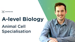 Animal Cell Specialisation  Alevel Biology  OCR AQA Edexcel [upl. by Oika984]