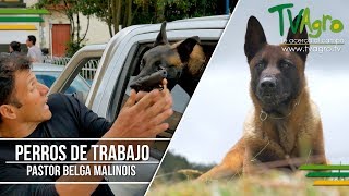 Pastor Belga Malinois The Belgian Malinois ENG SUB Tv Agro por Juan Gonzalo Angel [upl. by Finella]