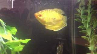 Size of Gold Gourami Growth Full Size [upl. by Ahseital493]