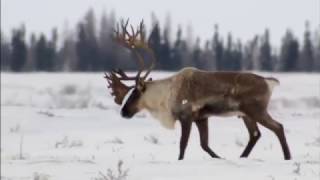 Billion Dollar Caribou  Nature of things [upl. by Trebleda]