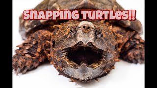 How to tell Common from Alligator Snapping Turtles [upl. by Nairad]