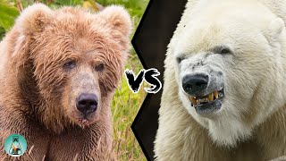 KODIAK BEAR VS POLAR BEAR  Who would win this fight [upl. by Letram]