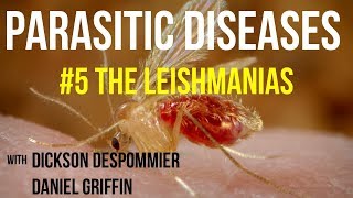 Parasitic Diseases Lectures 5 The Leishmanias [upl. by Oech]