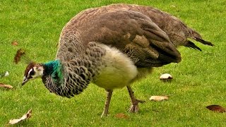 Peacock Female on Display  Peahen Bird [upl. by Elburr]