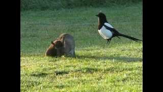 STOAT AND RABBIT PONTEFRACT PARK [upl. by Ardnaed]