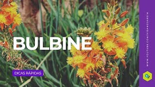 Bulbine [upl. by Nico]