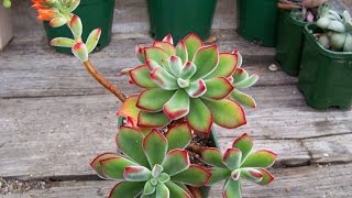 Succulents  How to Identify the Echeveria Pulvinata Ruby Blush [upl. by Alrats278]