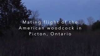 Woodcock mating flight in PIcton Ontario Canada [upl. by Beret]